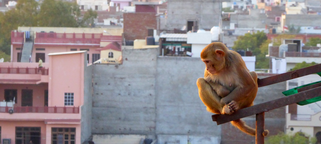 Mono en Jaipur, India
