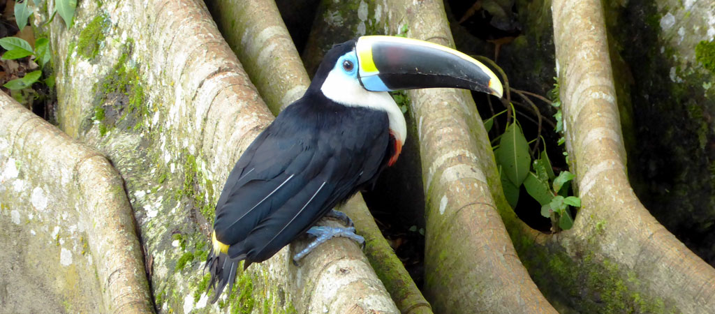 El Tucán, animal caracterizado por sus vivos colores, se encuentra en la Amazonia de Perú